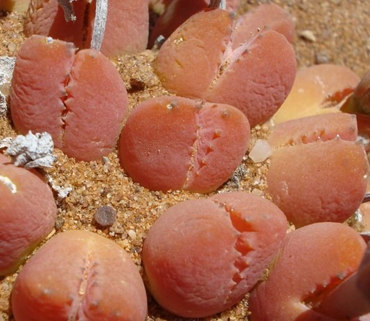 Vanheerdea roodiae leaves